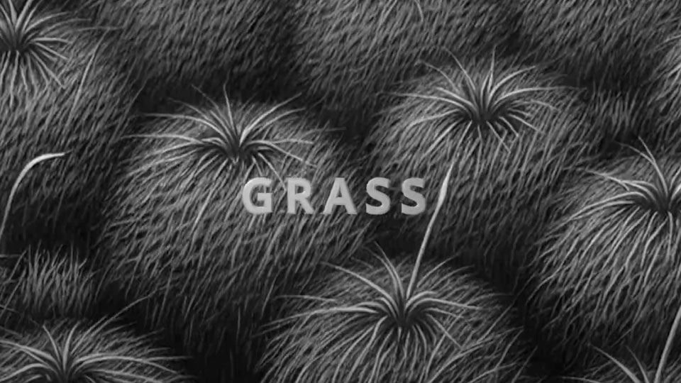 Grass